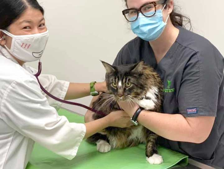 Preventive Care for Cats